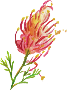 Watercolor Grevillea Spider Flower Australian Native Flower